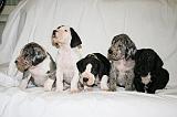 DOGUE ALLEMAND 720